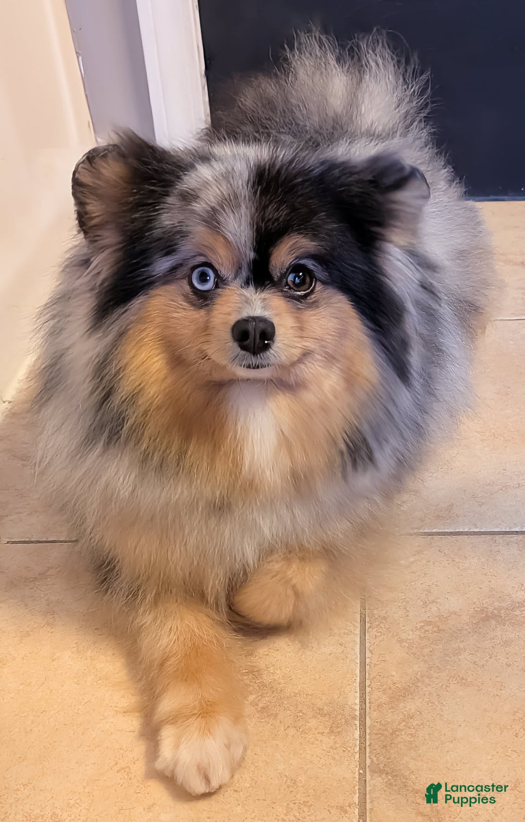 Pomeranian dogs for sale: Sunny - Image 6