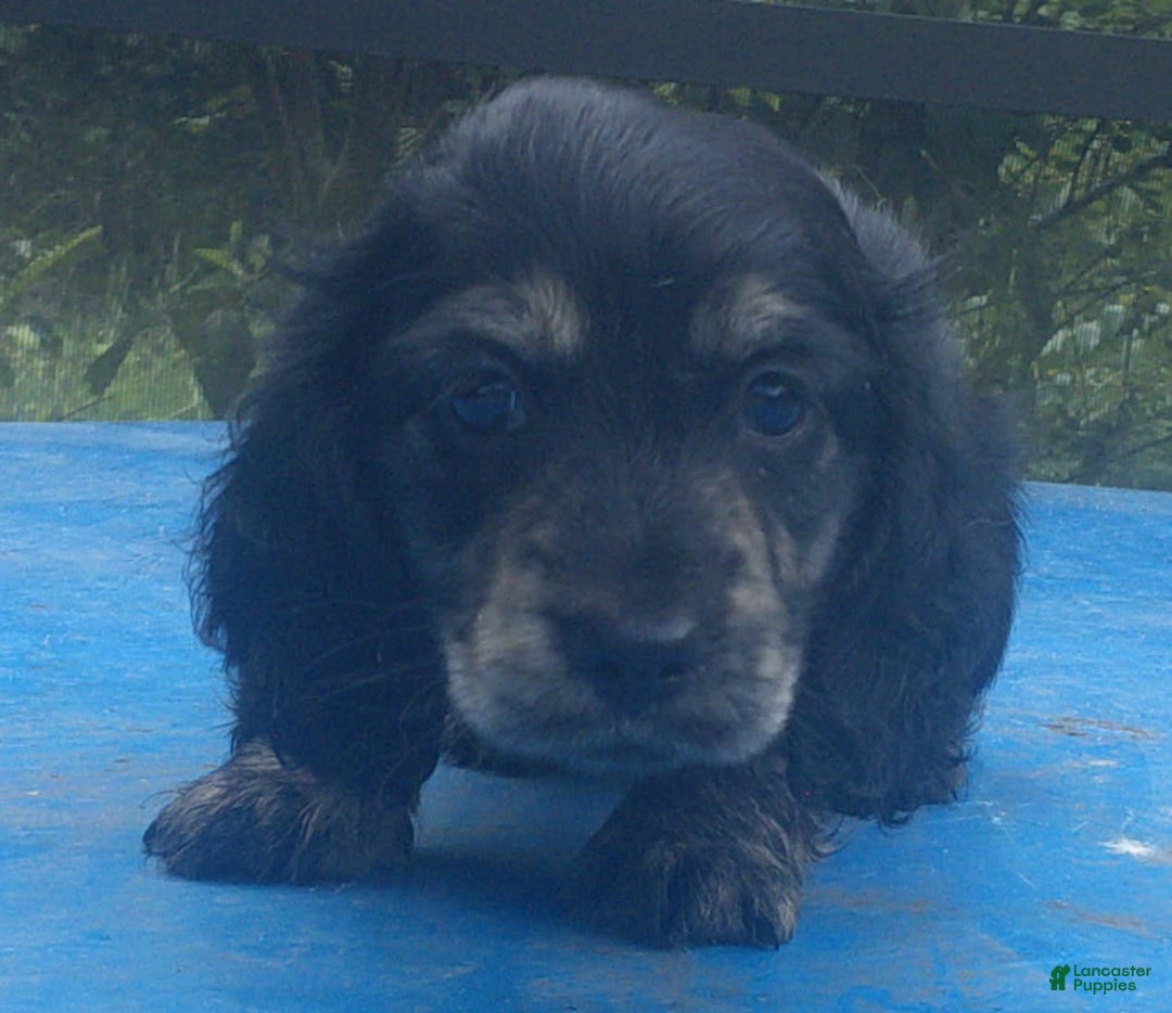 Dachshund dogs for sale: Benji - Image 3