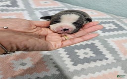 Staffordshire Bull Terrier dogs for sale: Bruiser Blue - Image 1