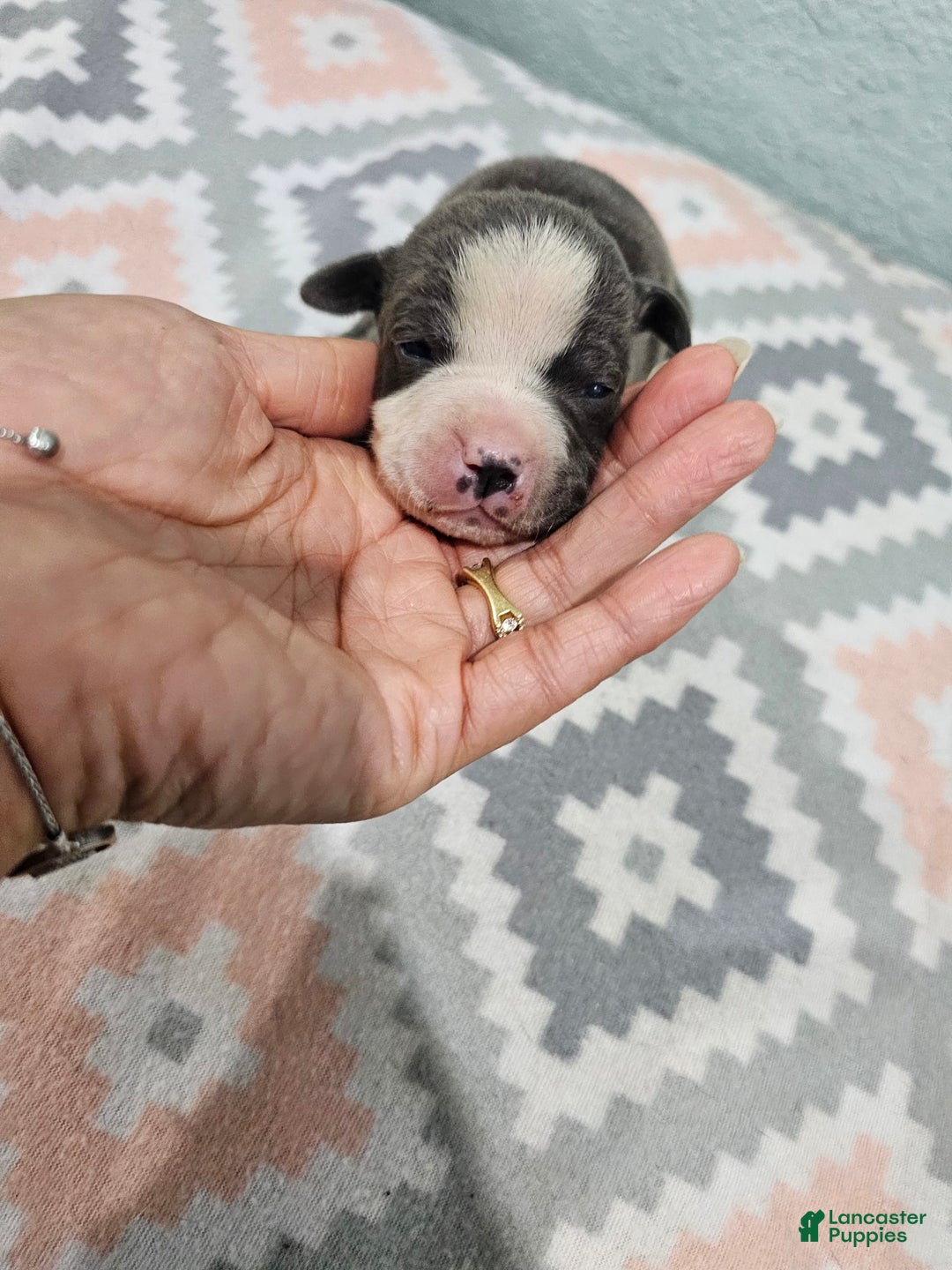 Staffordshire Bull Terrier dogs for sale: Bruiser Blue - Image 1