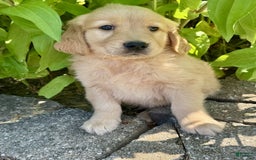 Golden Retriever dogs for sale: Forest - Image 1