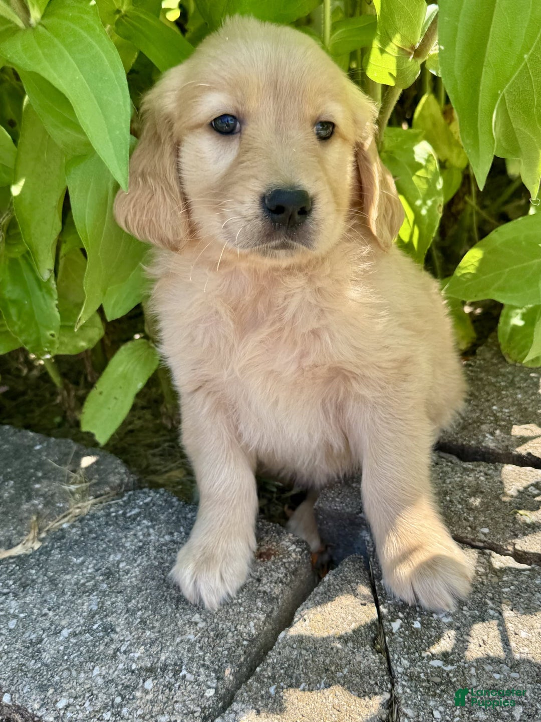 Golden Retriever dogs for sale: Forest - Image 1