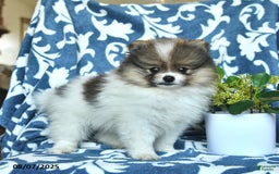 Pomeranian dogs for sale: Masosn - Image 3