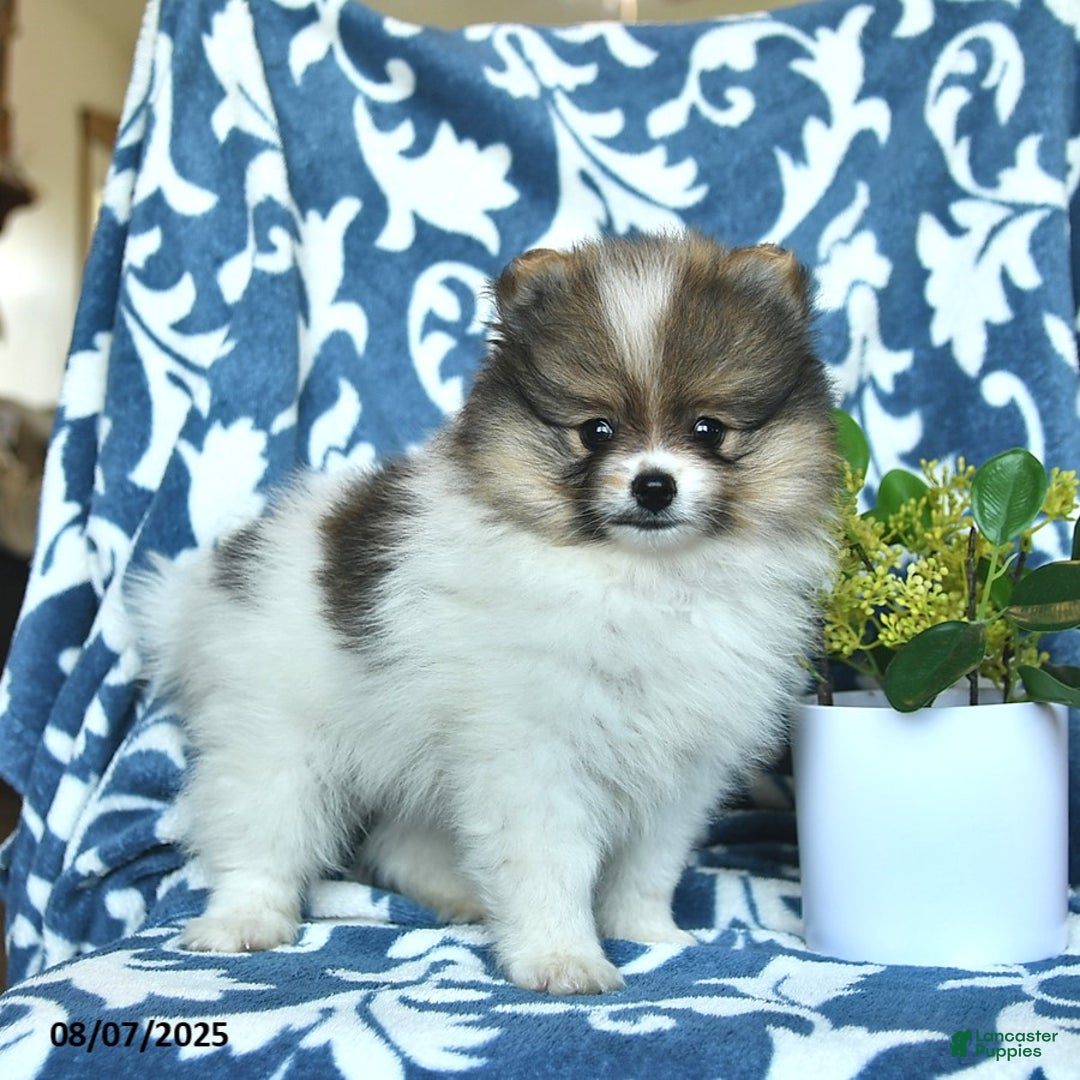 Pomeranian dogs for sale: Masosn - Image 3