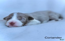 Mini Aussiedoodle dogs for sale: Coriander BLUE EYES - Image 2