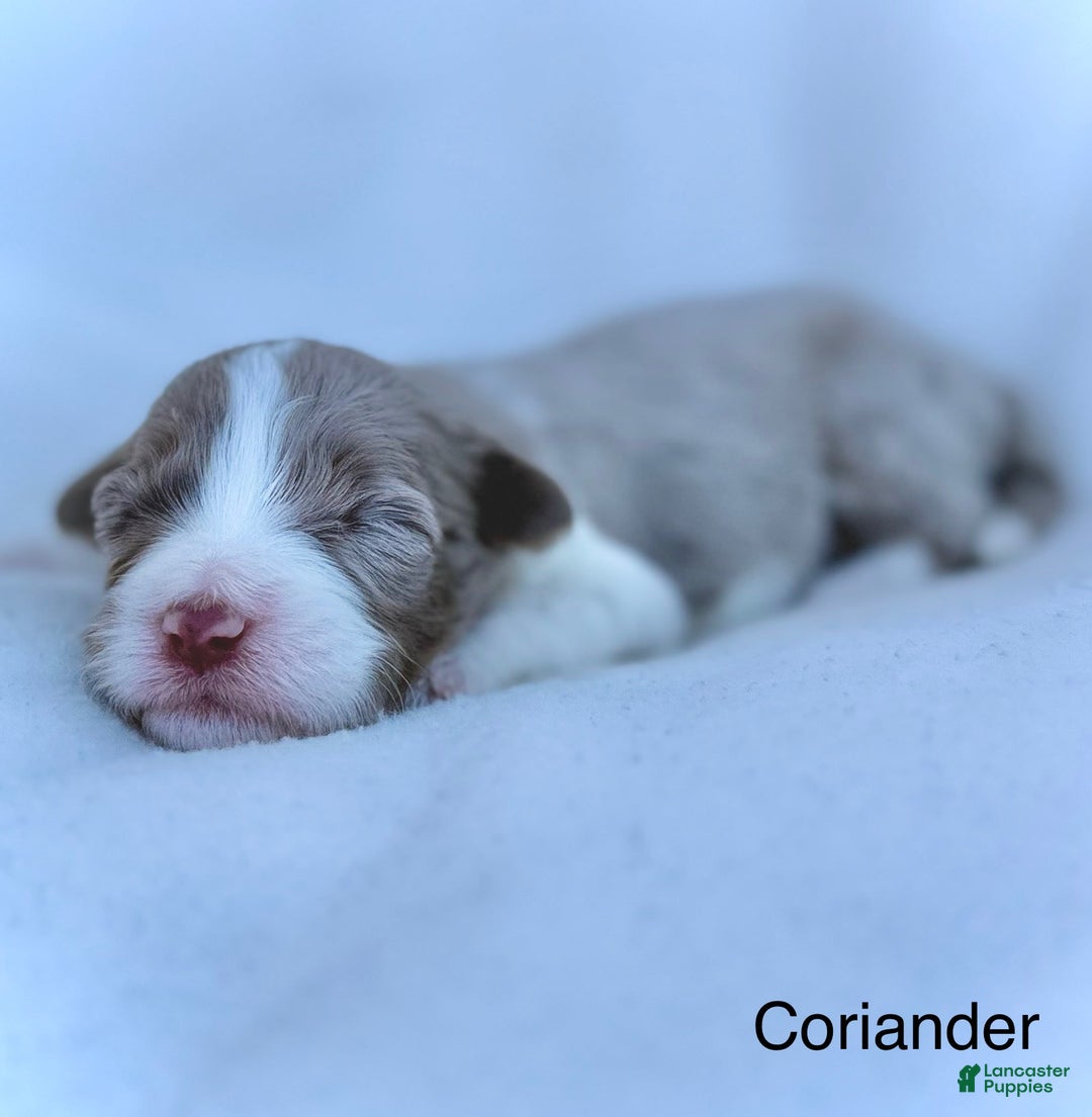 Mini Aussiedoodle dogs for sale: Coriander BLUE EYES - Image 2