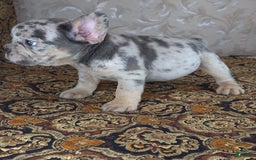 French Bulldog dogs for sale: Honoka - Image 3