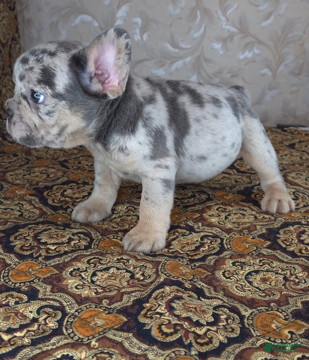 French Bulldog dogs for sale: Honoka - Image 3