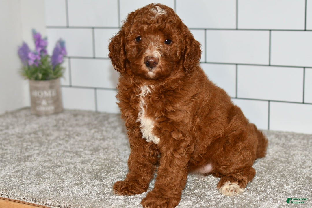 Mini Goldendoodle dogs for sale: Stacie - Image 4