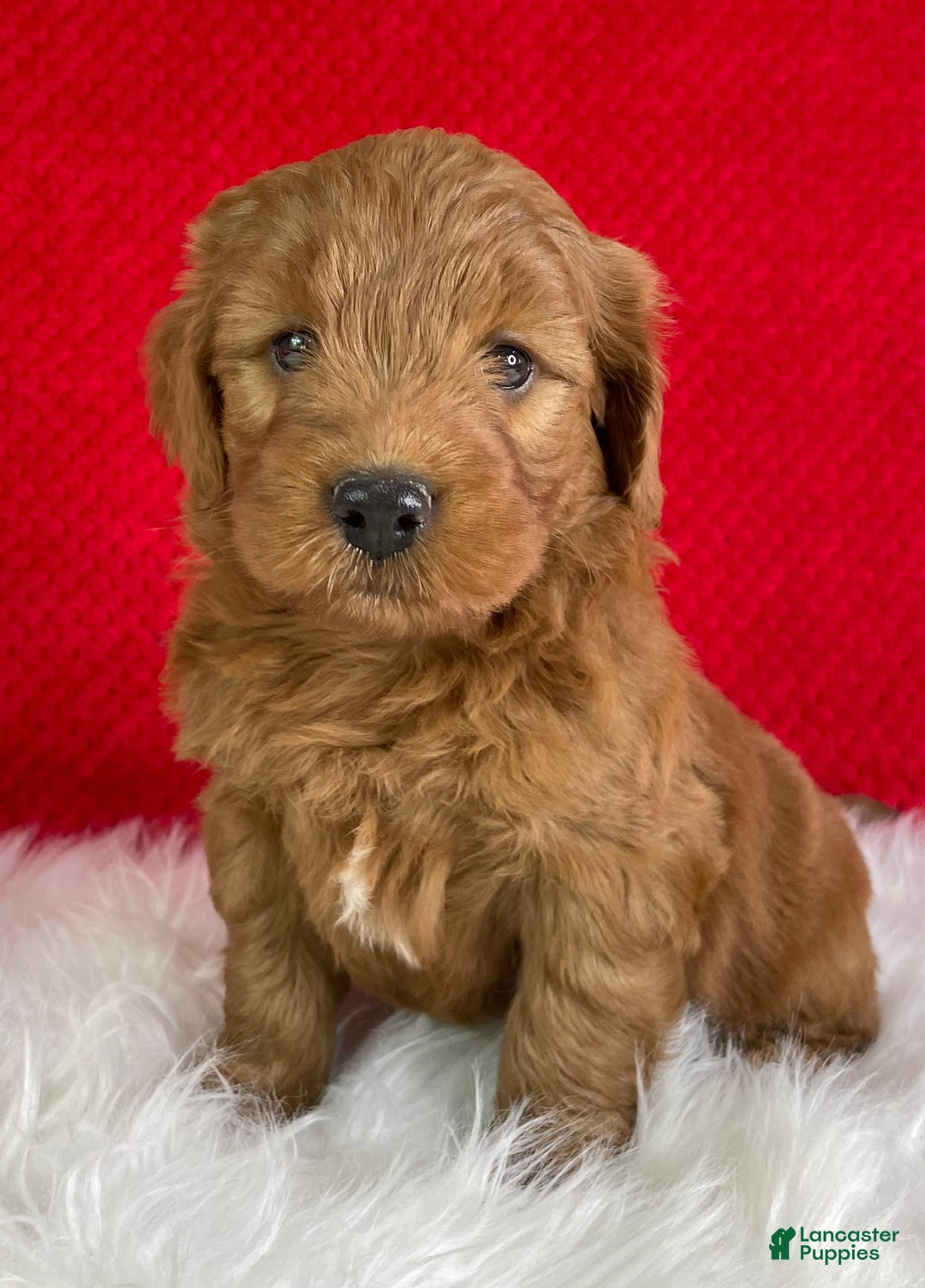 Mini Goldendoodle dogs for sale: Maple - Image 2