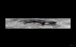 Miniature Dachshund dogs for sale: Casey - Image 6