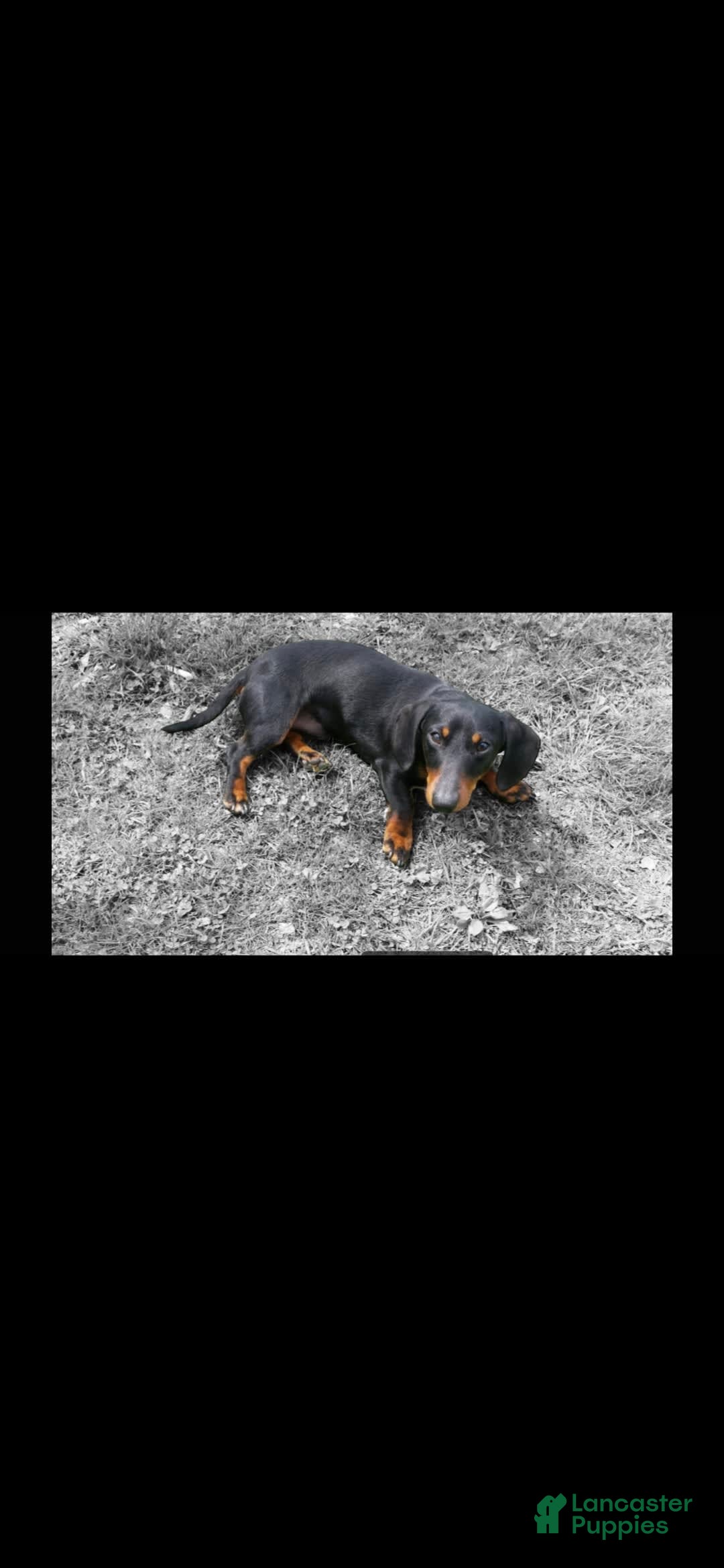 Miniature Dachshund dogs for sale: Casey - Image 6