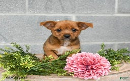 Shorkie dogs for sale: Bill - Image 3