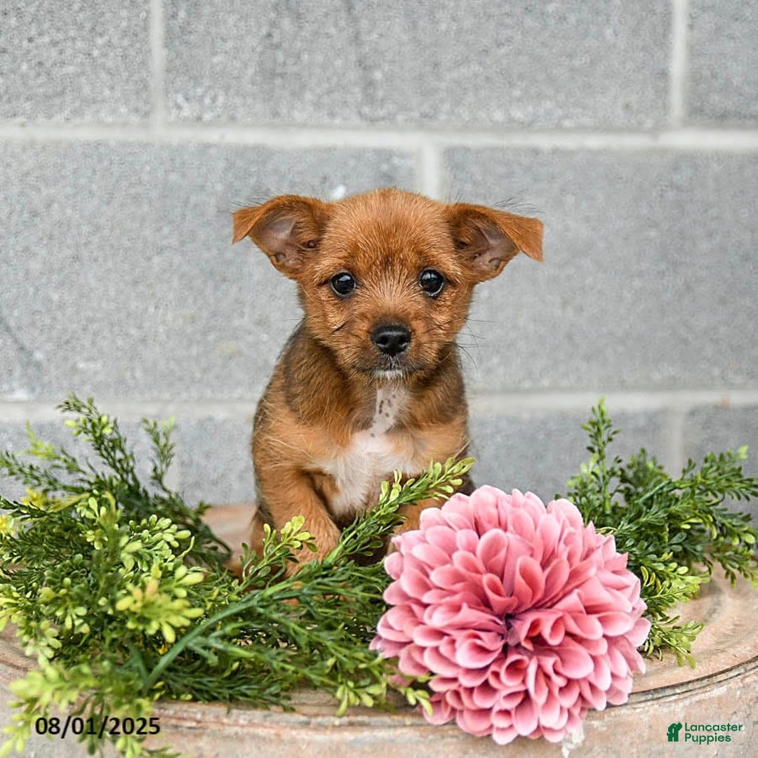 Shorkie dogs for sale: Bill - Image 3