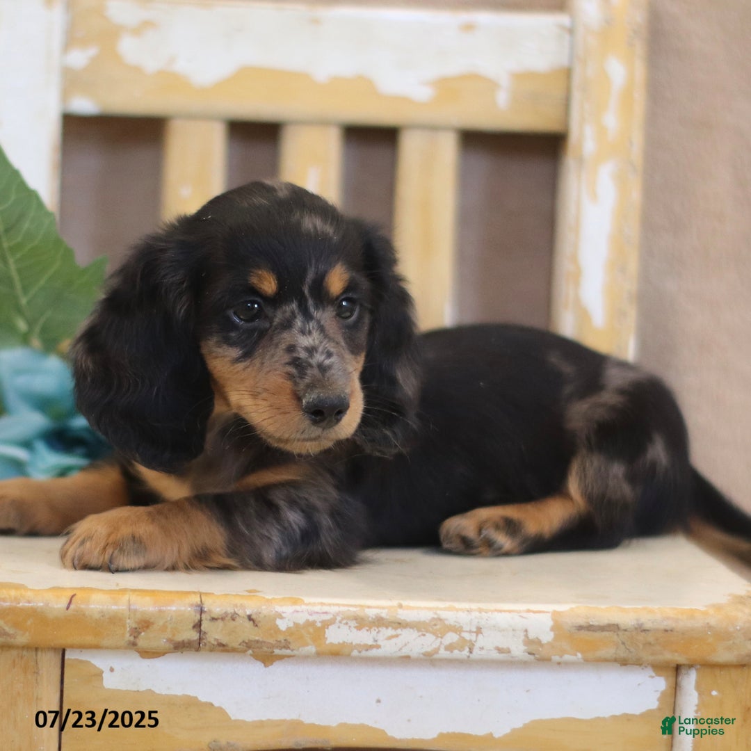 Miniature Dachshund dogs for sale: Kermit - Image 1