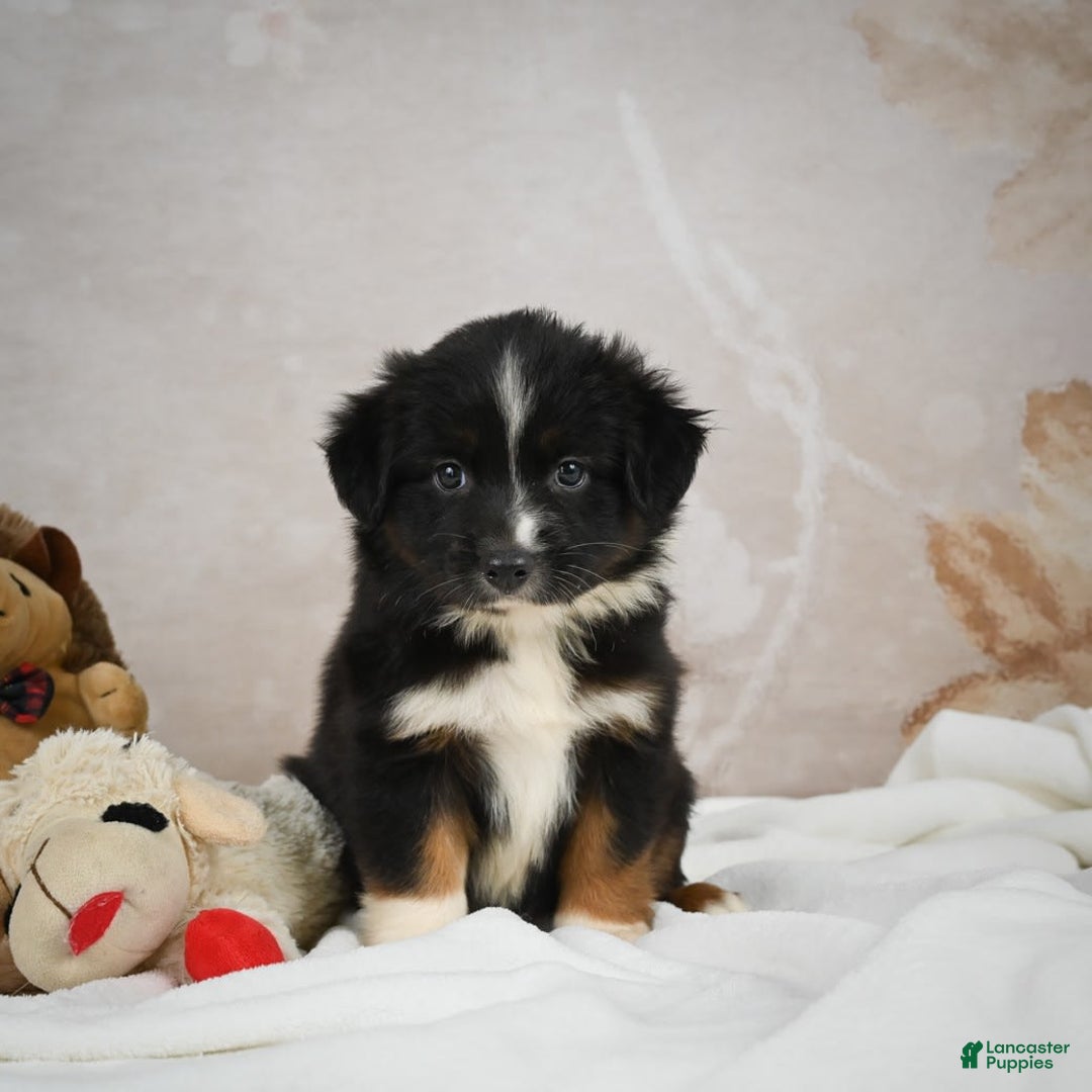 Miniature Australian Shepherd dogs for sale: Queen - Image 6