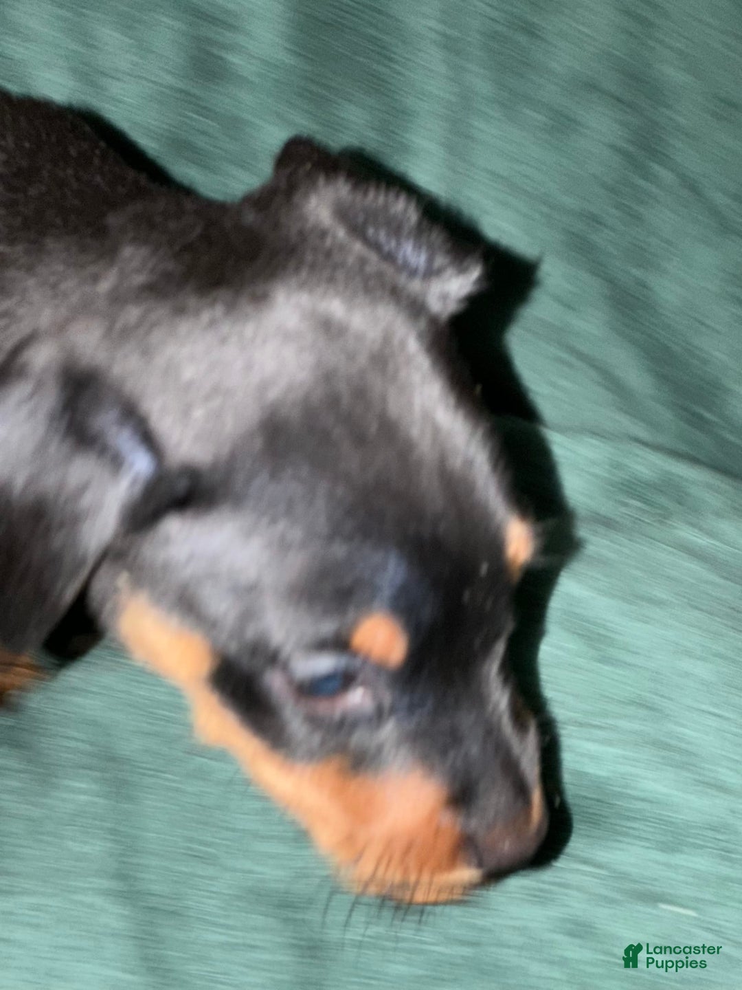 Miniature Pinscher dogs for sale: Onyx - Image 11
