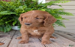 Goldendoodle dogs for sale: Ellie - Image 12