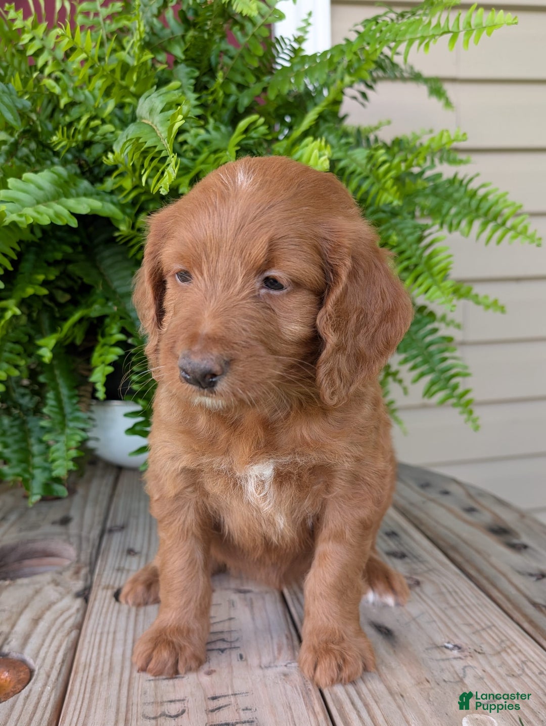 Goldendoodle dogs for sale: Ellie - Image 12