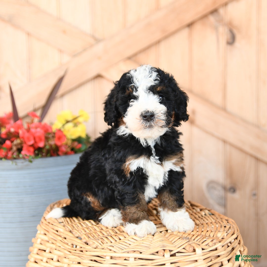 Mini Bernedoodle dogs for sale: Sterling - Image 1