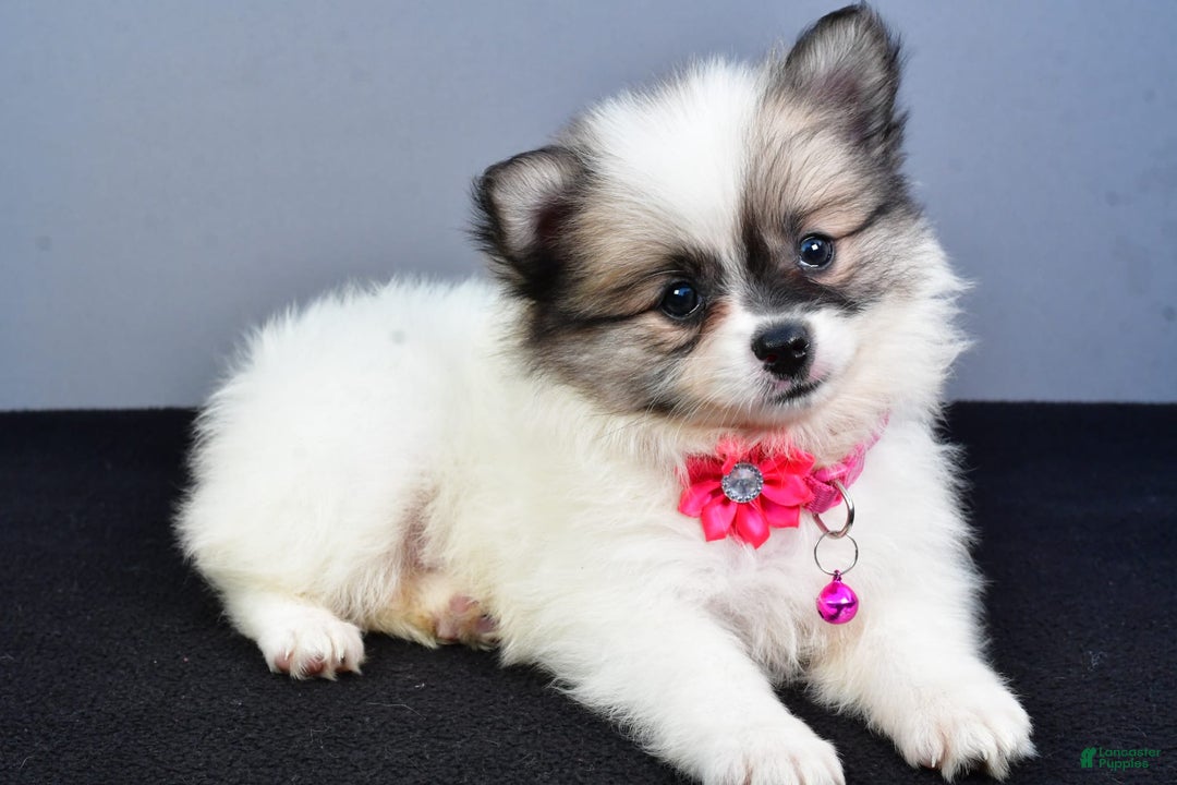 Pomeranian dogs for sale: Sweetie - Image 9