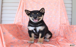 Shiba Inu dogs for sale: Warrior - Image 13