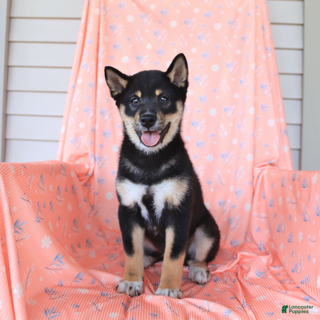 Shiba Inu dogs for sale: Warrior - Image 13