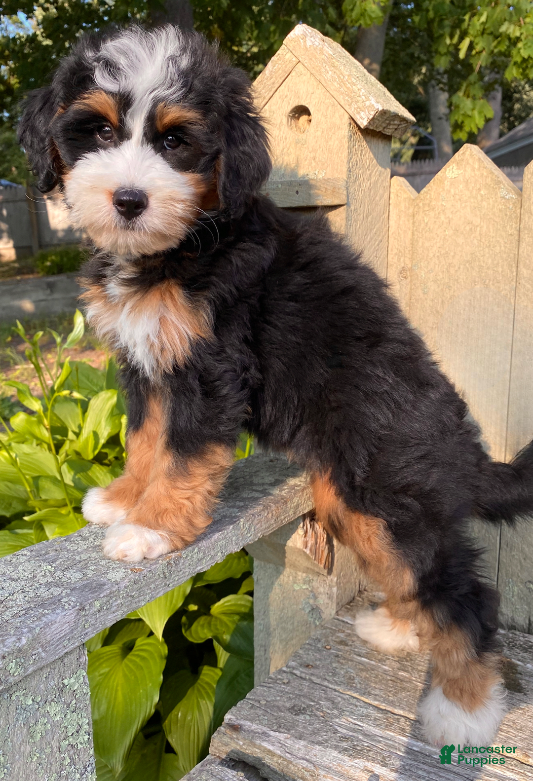 Mini Bernedoodle dogs for sale: 💜 Boston Ma 💜 Mini Bernedoodle - Image 2