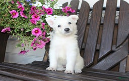 German Shepherd dogs for sale: Junior - Image 1