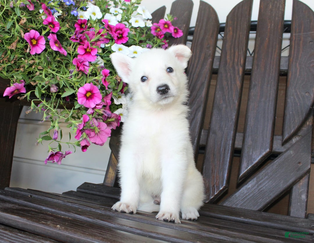 German Shepherd dogs for sale: Junior - Image 1