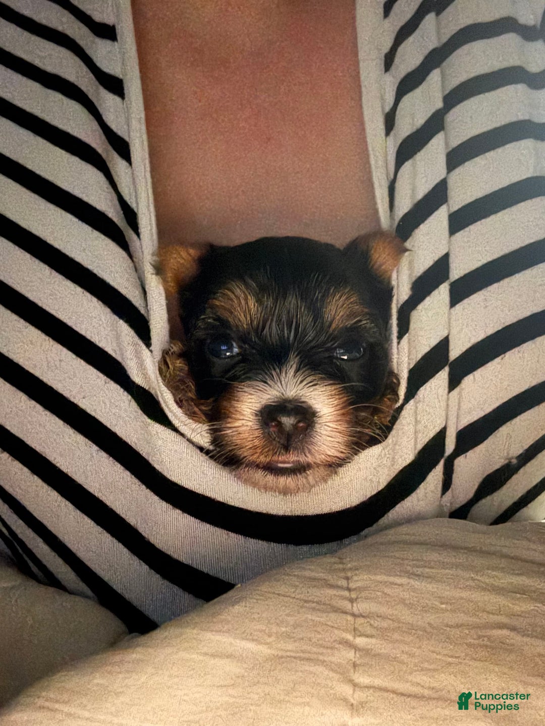 Yorkshire Terrier dogs for sale: Polly - Image 5