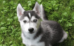 Siberian Husky dogs for sale: Alaska - Image 10