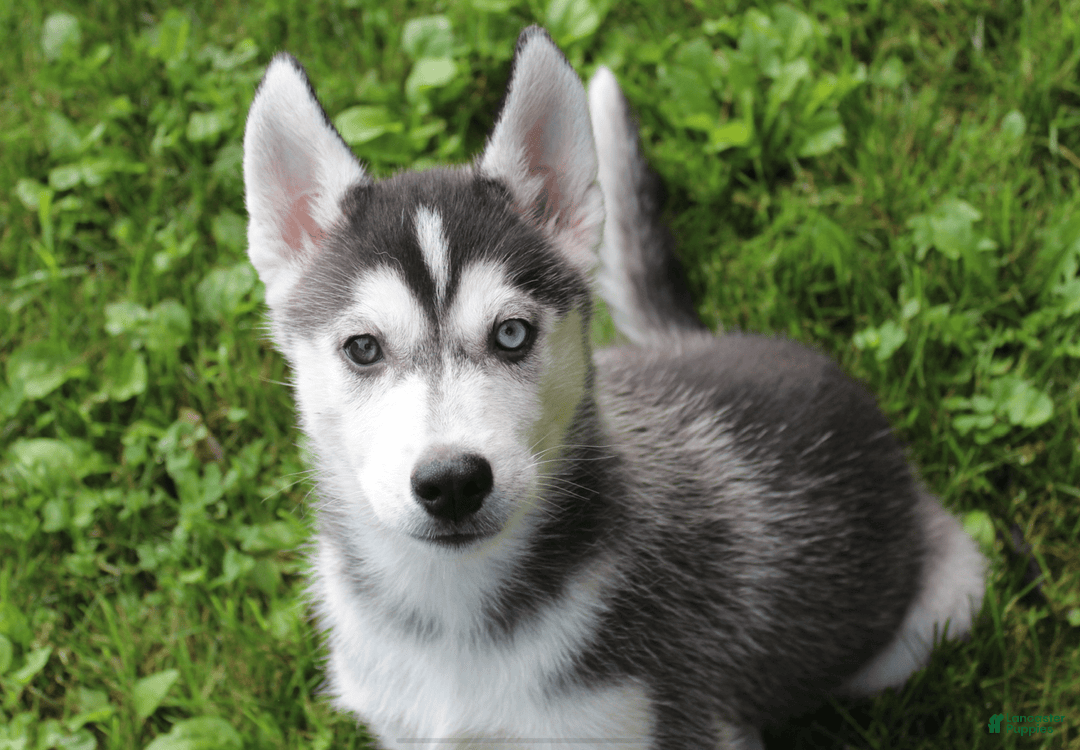 Siberian Husky dogs for sale: Alaska - Image 10