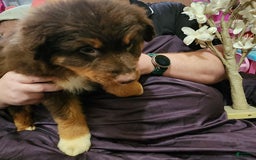 Australian Shepherd dogs for sale: Laura - Image 3