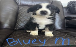 Australian Shepherd dogs for sale: Bluey - Image 1