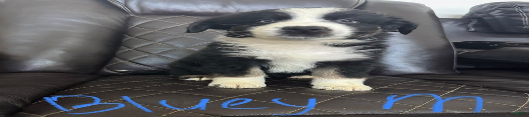 Bluey
