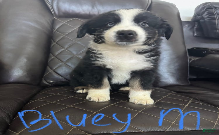 Australian Shepherd dogs for sale - Ad 1