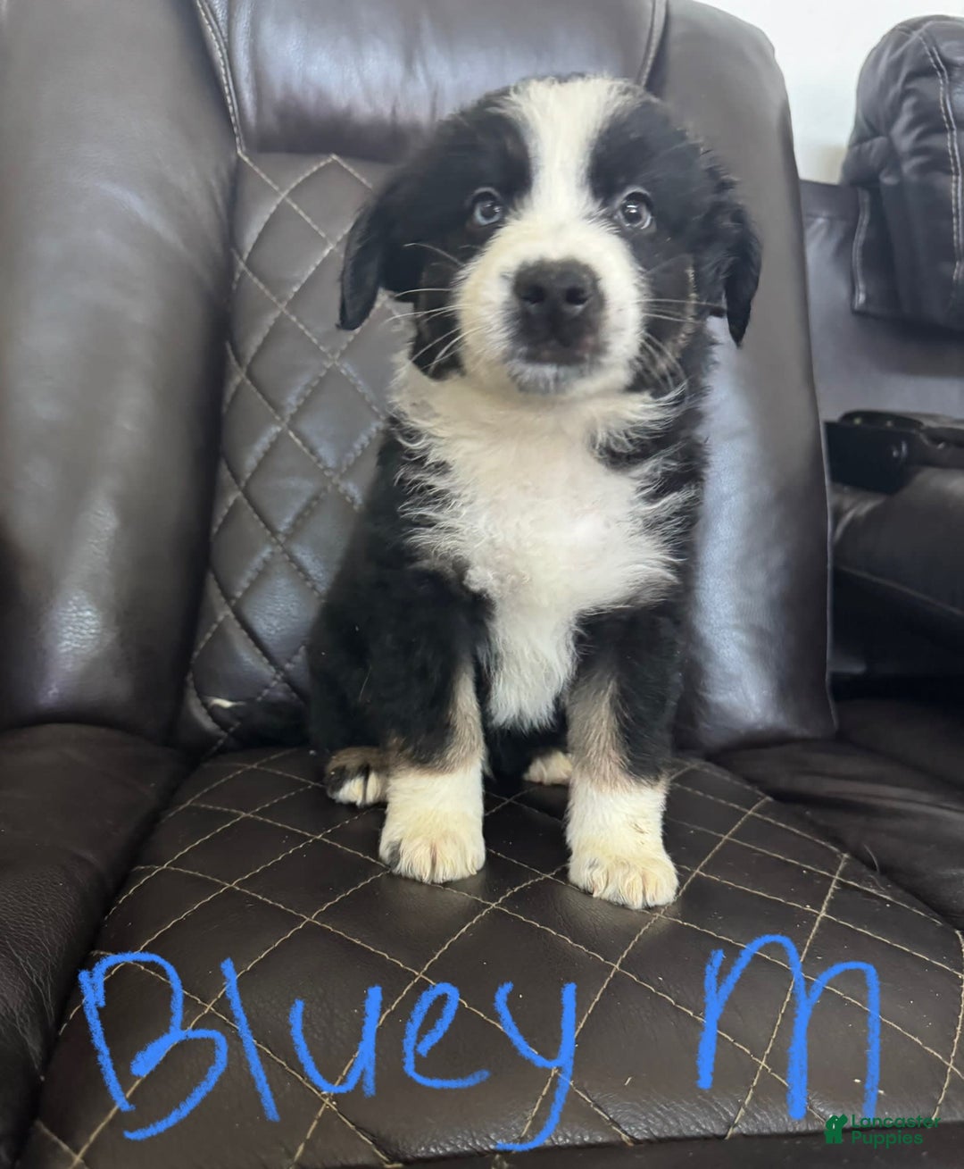 Australian Shepherd dogs for sale: Bluey - Image 1