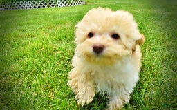 Havapoo dogs for sale: Twinkie - Image 1