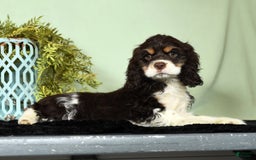Cocker Spaniel dogs for sale: Gumbo - Image 4