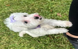 Maltese dogs for sale: Bella - Image 3