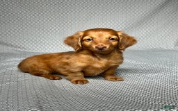 Miniature Dachshund dogs for sale: Kevin - Image 3