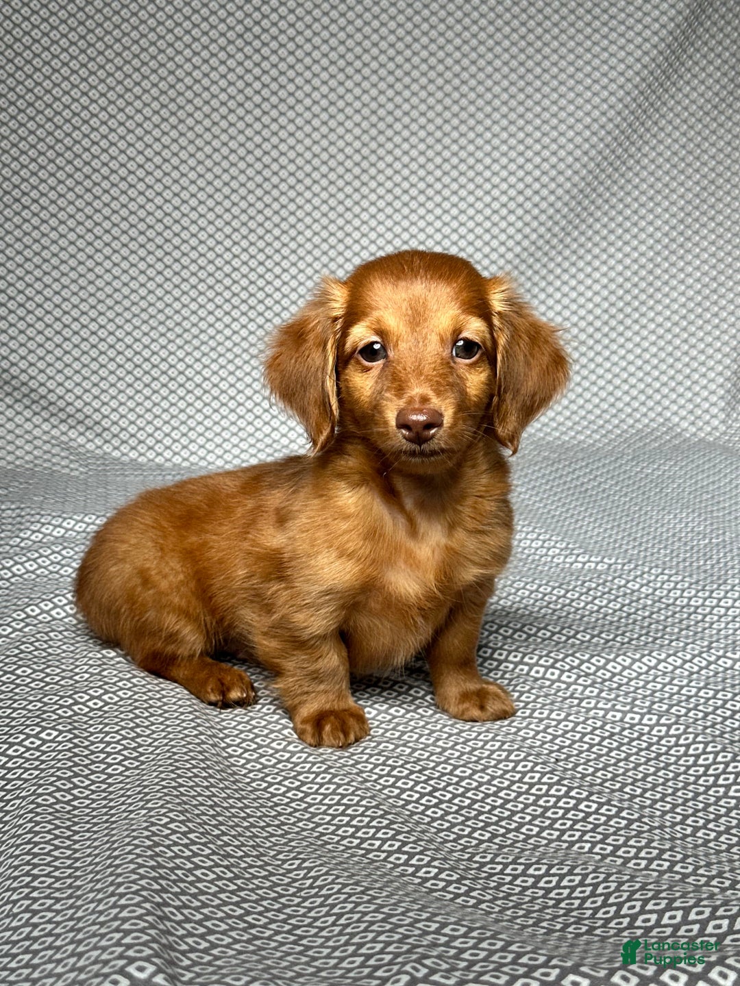 Miniature Dachshund dogs for sale: Kevin - Image 3