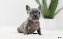 French Bulldog dogs for sale: Rhonda - Image 7