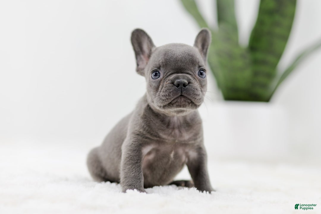 French Bulldog dogs for sale: Rhonda - Image 7