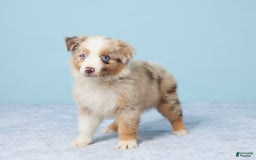 Australian Shepherd dogs for sale: Lola - Image 2