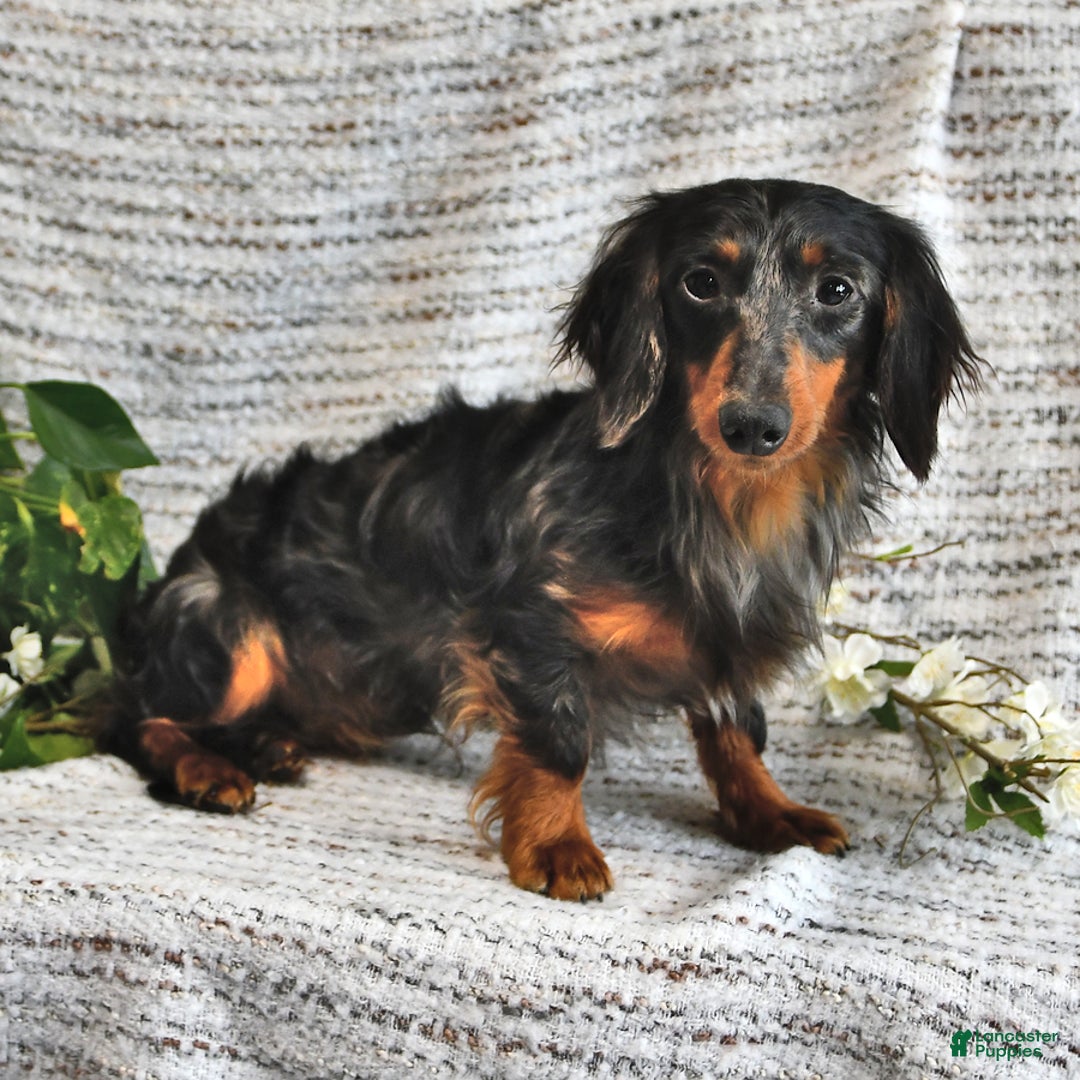 Miniature Dachshund dogs for sale: Donny - Image 7