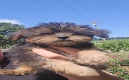Yorkshire Terrier dogs for sale: Spike - Image 4