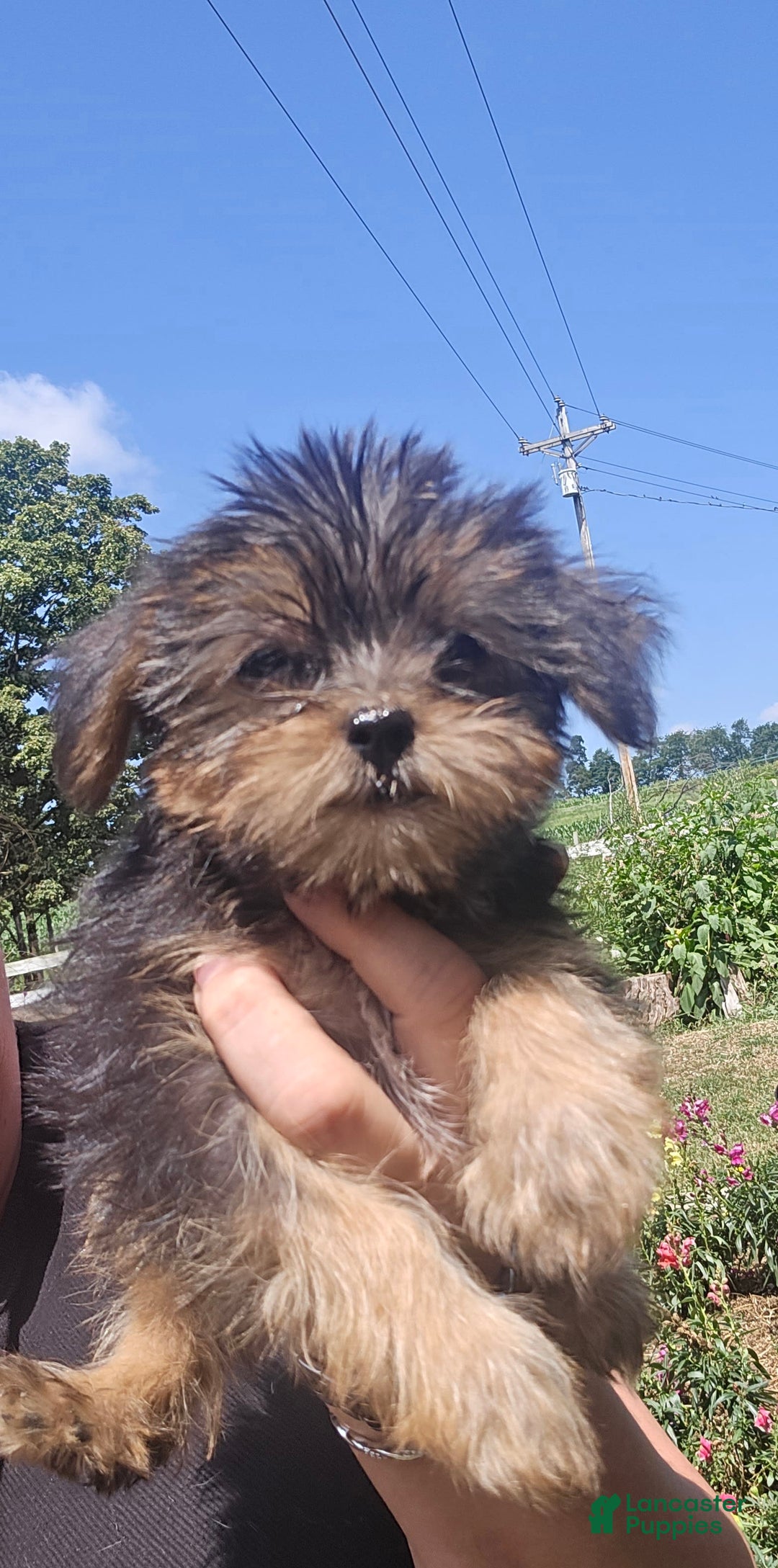 Yorkshire Terrier dogs for sale: Spike - Image 4