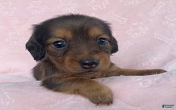 Miniature Dachshund dogs for sale: Baby Callie - Image 8
